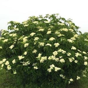 Sambucus canadensis