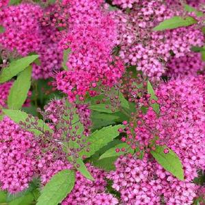 Spiraea bumalda x ‘Anthony Waterer’