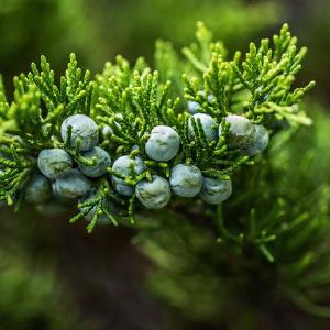 Juniperus communis ‘Gnom’
