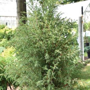 Juniperus communis ‘Gnom’