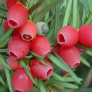 Taxus x media ‘Hicksii’