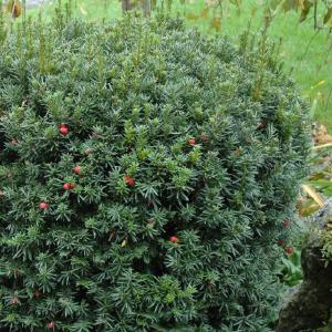 Taxus x media ‘Hicksii’