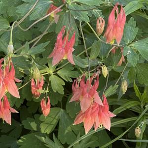Aquilegia canadensis
