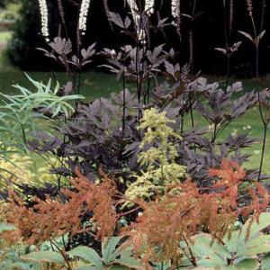 Cimicifuga ramosa ‘Brunette’