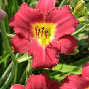 Nepeta racemose ‘Walker’s Low’