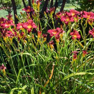 Nepeta racemose ‘Walker’s Low’