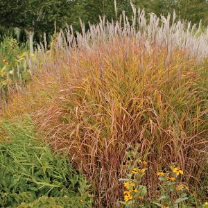 Matteuccia struthiopteris